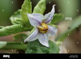 Image result for Solanum macrocarpon