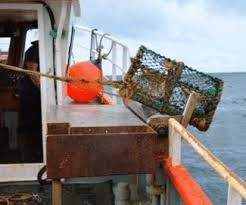 Check spelling or type a new query. European Lobster A Guide To Handling And Quality The Fish Site