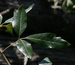 Image result for Searsia tomentosa