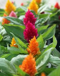 Celosia Mix Planted Some Of These They Are Beautiful Plants Planting Flowers Creative Gardening