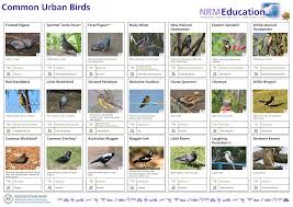 Common Urban Birds Identification Chart Manualzz Com