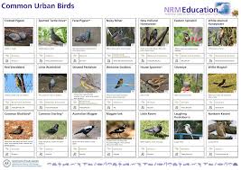 common urban birds identification chart manualzz com