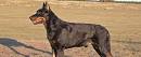 Beauceron - Wikipedia