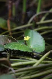 Image result for Nymphoides thunbergiana
