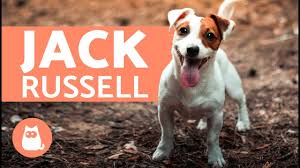 Tudo Sobre O Jack Russell Terrier Youtube