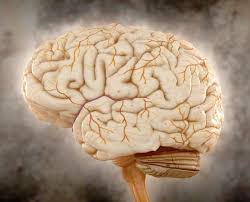 Seeing With Your Brain Logic And Critical Thinking Brain Facts Joe Dispenza