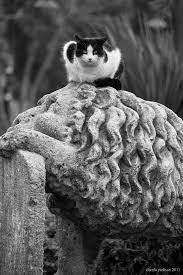 Street Photos Guzel Kediler Kedi Fotograf
