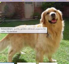 How much does a golden cost? Golden Retriever For Sale In Chennai Petfinder