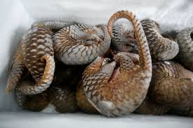 Snake oil and pangolin scales: 7 Tonnes Of African Pangolin Scales Seized In Hong Kong