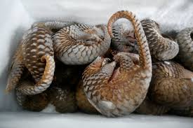 Tree pangolins have yellow or bronze scales. 7 Tonnes Of African Pangolin Scales Seized In Hong Kong
