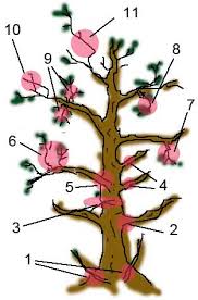 Before you start pruning, make sure that there are enough branches for your plant. Bonsai Basics Scottish Bonsai Association Sba