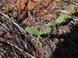 Image result for Crotalaria eremicola