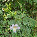 Image result for Mimulopsis solmsii