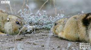 Prairie Dog Kiss Gif By Bbc Earth Find Share On Giphy prairie dog kiss gif by bbc earth