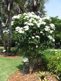 Plumeria Pudica White Frangipani Plumeria Pudica Plumeria Fragrant Plant