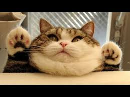 Funniest And Cutest Fat Cat Doing Funny Things Fat Cats Compilation Youtube