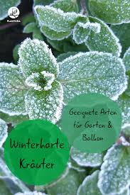 Winterharte Krauter Arten Fur Garten Balkon Plantura Winterharte Krauter Salbei Pflanzen Winterhart