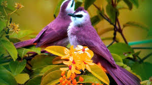 Birds are perhaps one of the most fascinating animals on earth. Beautiful Bird And Flower Wallpapers Top Free Beautiful Bird And Flower Backgrounds Wallpaperaccess