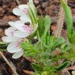 Image result for Justicia exigua