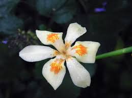 Image result for Dietes flavida