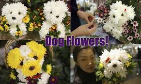 Up to 35% off at northwest vision development center. Dog Flowers Flower Arrangements Made In The Shape Of Dogs The First Time Dog Owner Guide