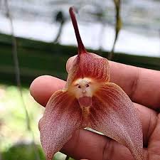 The Joyce Project : Ulysses : Henry Flower