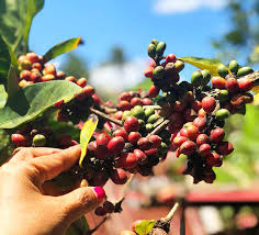 Surf continues to be the only. A Coffee Farm Tour In Cavite Philippines Agnep Heritage Farms