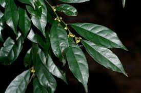 Image result for Panda oleosa