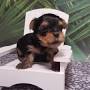 Video for Mrs.B's Paws to Flaunt / Lake Sumter Yorkies