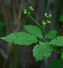 Image result for Cayratia gracilis