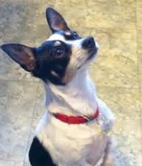 Black And White Rat Terrier Chihuahua Mix Petdetail Petfinder Rat Terriers Crazy Dog Lady Crazy Dog