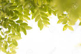 Check spelling or type a new query. Simple Nature Background With Leaves And Copy Space Stock Photo Picture And Royalty Free Image Image 98266962