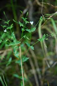 Image result for Canscora diffusa