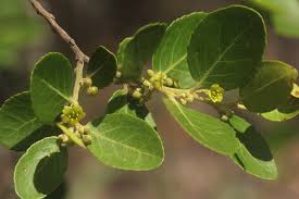 Image result for Mystroxylon aethiopicum