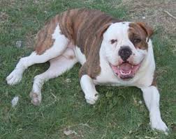 The olde english bulldogge is a rare breed developed by david leavitt by the crossing of half english bulldog, and the other half: Are You Wondering About The Olde English Bulldogge Breed Of Dog