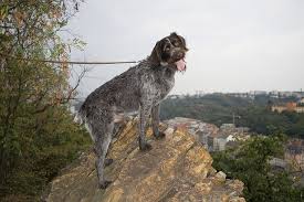 Image result for český fousek stavba těla