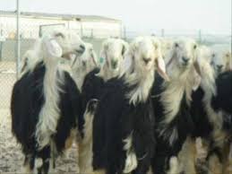 Maybe you would like to learn more about one of these? Ø§ØºÙ†Ø§Ù… Ù†Ø¬Ø¯ÙŠÙ‡ ÙÙ„Ù… ÙˆØ«Ø§Ø¦Ù‚ÙŠ ÙÙŠ Ø§Ù„Ù„ØºÙ‡ Ø§Ù„Ø§Ù†Ø¬Ù„ÙŠØ²ÙŠÙ‡ Najdi Sheep Youtube