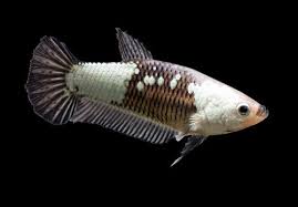 Female Vs Male Betta Fish Which Is Better To Keep Zenaquaria