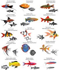 Collection de rémy ozino caligaris • dernière mise à jour il y a 3 jours. Collection De Differentes Especes De Poissons D Eau Douce Clip Art Libres De Droits Vecteurs Et Illustration Image 60410636