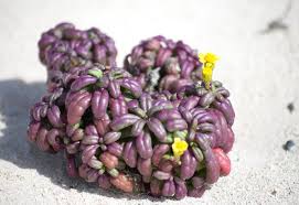 Image result for Senecio gramineticola