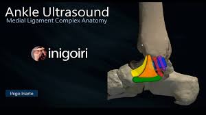 These tissues are primarily composed of water, collagen fibers, and amino acids. Medial Ankle Ligament Physiopedia