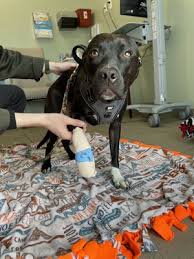 Maybe you would like to learn more about one of these? Union Lake Veterinary Hospital 105 Photos 30 Reviews Veterinarians 6545 Cooley Lake Rd Waterford Township Mi United States Phone Number