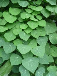 Image result for Stephania abyssinica