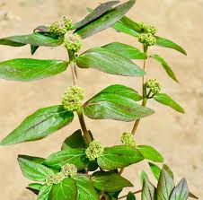 Image result for Euphorbia granulata