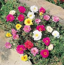 Portulaca Grandiflora Moss Rose Evergreen Perennial Full Sun Portulaca Flowers Flower Seed Gifts Rose Seeds