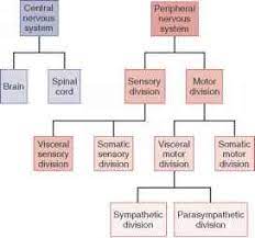Figure 12 2 Subdivisions Of The Nervous System Peripheral Nervous System Nervous Autonomic Nervous System