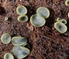 Image result for Chlorosplenium chlora