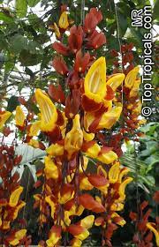 Thunbergia Mysorensis Thunbergia Anderson X Bedd Hexacentris Mysorensis Clock Vine Toptropicals Com