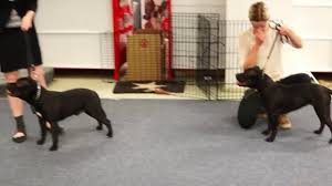 Lähetä viesti ilmoittajalle hanna lindholm. Nayttely Treenit Staffordshirenbullterrieri Youtube
