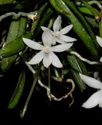 Image result for Aerangis appendiculata